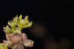 Southern spicebush <BR>Pondberry